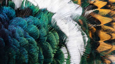 colored pheasant feathers with a visible texture. backgroundの写真素材