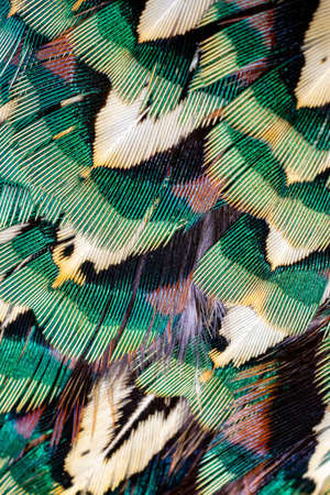 colored pheasant feathers with a visible texture. backgroundの写真素材