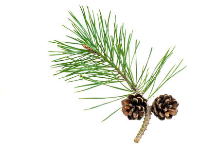 spring pine on a white isolated backgroundの写真素材