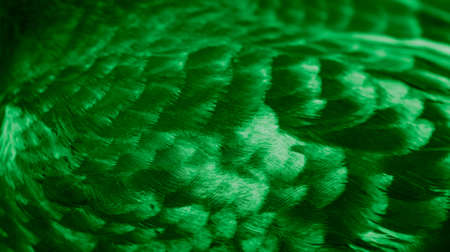 green feather pigeon macro photo. texture or backgroundの写真素材