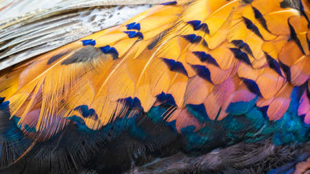 colored pheasant feathers with a visible texture. backgroundの写真素材