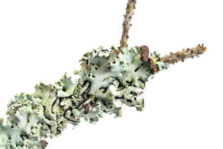 Hypogymnia physodes on a stick on a white isolated background