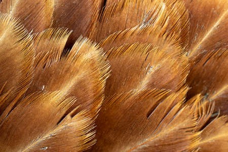 macro photo of brown hen feathers. background or texturaの写真素材