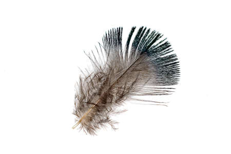 brown pheasant feather on a white background