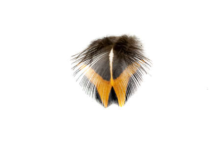 brown pheasant feather on a white backgroundの写真素材