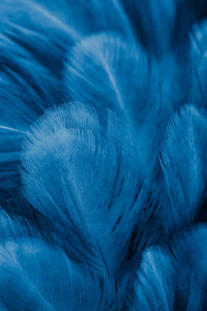 macro photo of violet hen feathers. background or texturaの写真素材