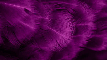 macro photo of violet hen feathers. background or texturaの写真素材