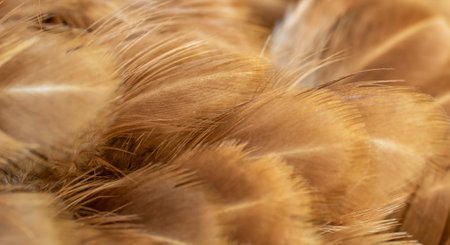macro photo of brown hen feathers. background or texturaの写真素材
