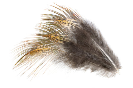 brown pheasant feather on a white backgroundの写真素材