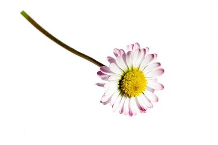 macro photo of daisies on a white isolated backgroundの写真素材