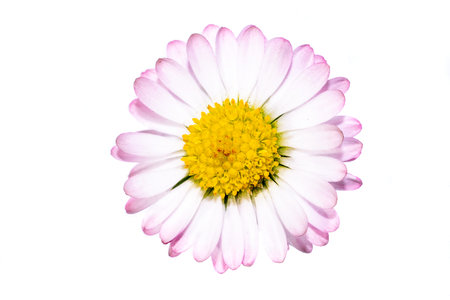 macro photo of daisies on a white isolated backgroundの写真素材