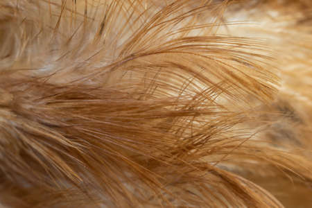 macro photo of brown hen feathers. background or textura