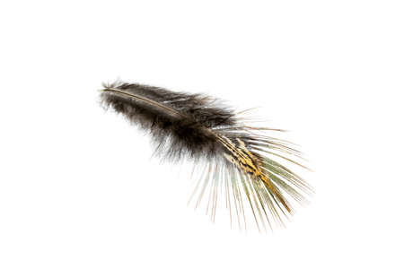 brown pheasant feather on a white backgroundの写真素材