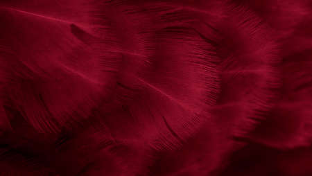 macro photo of red hen feathers. background or texturaの写真素材