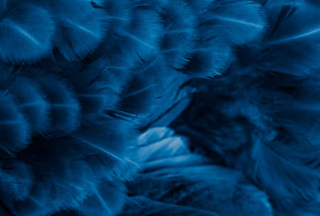 macro photo of violet hen feathers. background or texturaの写真素材