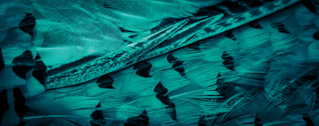 blue pheasant feathers with dark stripes. background