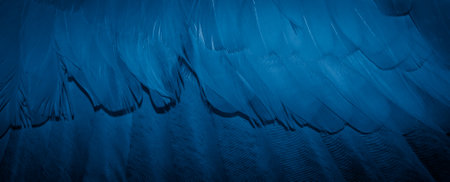 blue feather pigeon macro photo. texture or backgroundの写真素材