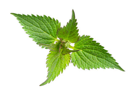 green nettle on a white isolated background