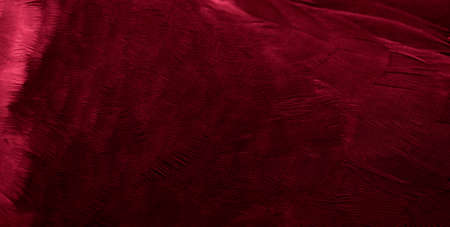red feather pigeon macro photo. texture or backgroundの写真素材