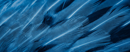 blue pheasant feathers with dark stripes. backgroundの写真素材