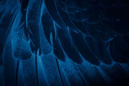 blue feather pigeon macro photo. texture or backgroundの写真素材