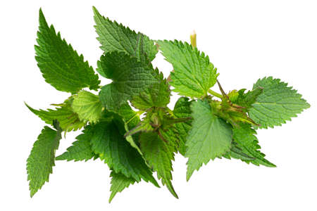 green nettle on a white isolated backgroundの写真素材