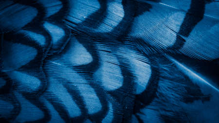 blue pheasant feathers with dark stripes. backgroundの写真素材