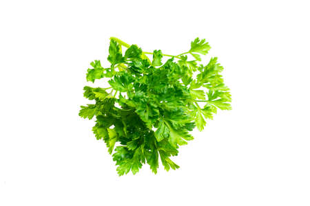 green parsley leaves on a white isolated backgroundの写真素材