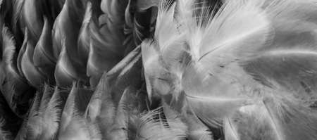 macro photo of gray hen feathers. background or texturaの写真素材