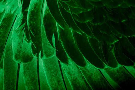 green feather pigeon macro photo. texture or backgroundの写真素材