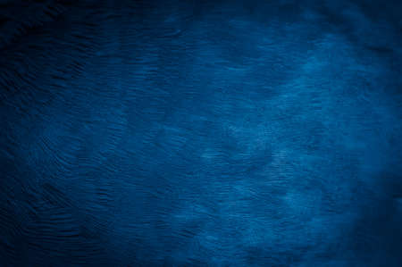 blue feather pigeon macro photo. texture or backgroundの写真素材