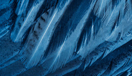 blue pheasant feathers with dark stripes. backgroundの写真素材