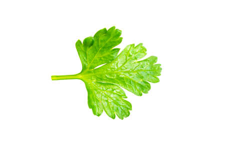 green parsley leaves on a white isolated backgroundの写真素材