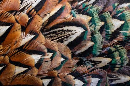 colored pheasant feathers with a visible texture. backgroundの写真素材