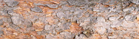 brown pine bark with a visible textureの写真素材