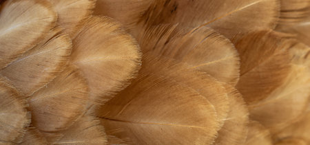 macro photo of brown hen feathers. background or texturaの写真素材