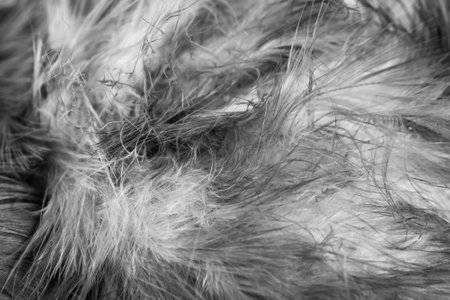 macro photo of gray hen feathers. background or texturaの写真素材