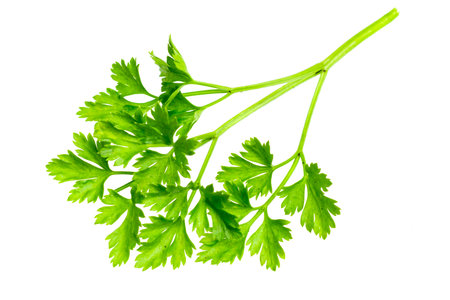 green parsley leaves on a white isolated backgroundの写真素材