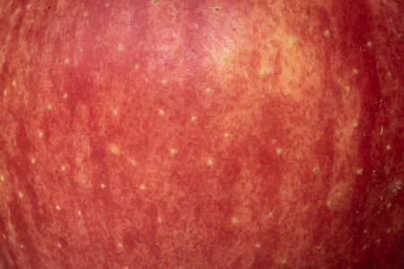 red and yellow apple skin with visible detailsの写真素材