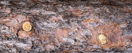 brown pine bark with a visible textureの写真素材