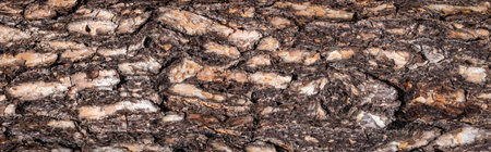 brown pine bark with a visible textureの写真素材