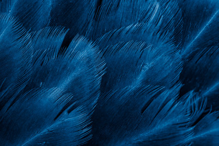 macro photo of violet hen feathers. background or texturaの写真素材