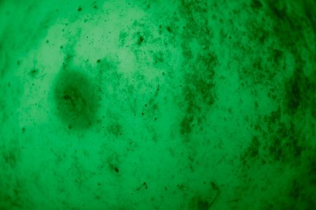 green apple skin with visible details. backgroundの写真素材