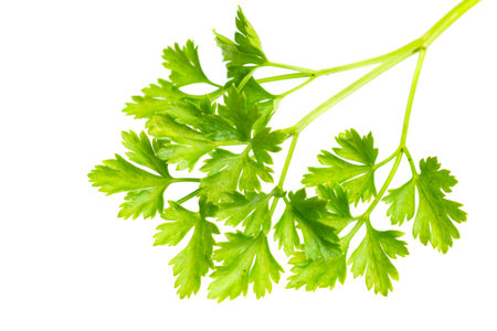 green parsley leaves on a white isolated backgroundの写真素材