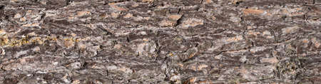 brown pine bark with a visible textureの写真素材
