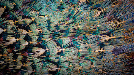 colored pheasant feathers with a visible texture. backgroundの写真素材