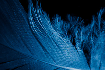 macro photo of blue hen feathers. background or texturaの写真素材