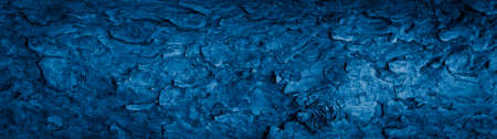 blue pine bark with a visible textureの写真素材