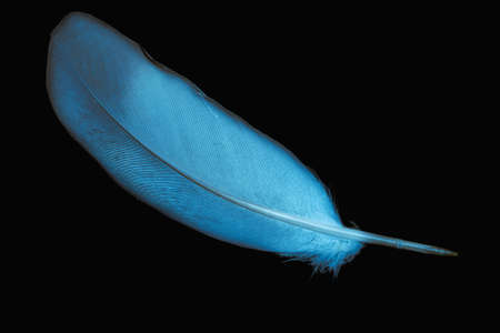 blue pigeon feather on black isolated backgroundの写真素材