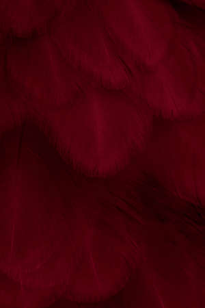 macro photo of red hen feathers. background or texturaの写真素材
